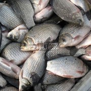 Речная рыба. фото