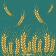 Семена пшеницы сорта Экада фото