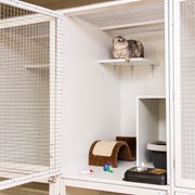 Услуги по уходу и содержанию за животными(кошки) фото