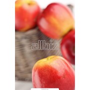Ароматизаторы для ручного и автоматического применения в саунах Меранское яблоко ТМ Лакоформ (lacoform)