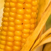 Семена кукурузы гибрида ВН 63 (ФАО 280)
