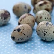 Яйца перепелиные по Украине фото