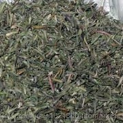 Тимьян обыкновенный (Thymus vulgaris, herba Common thyme) трава 100 грамм фото