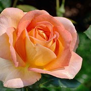 Розы кустарниковые, Роза Арлекин, Роза Арлекино, Роза декор Арлекин фотография
