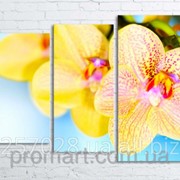 Модульна картина на полотні Орхідеї код КМ80106-031 фото