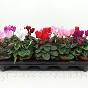 Цикламен Патио микс -- Cyclamen Patio mixed