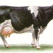 Скот крупный рогатый молочный