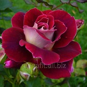 Роза (цвет) 30г фотография