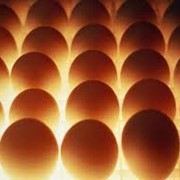 Купить яйцо Украина