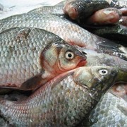 Свежая рыба оптом от 20 т. Доставка по РФ фото