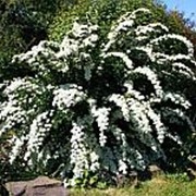 Спирея ниппонская 'Сноумаунд' (Spiraea nipponica 'Snowmound') фото