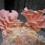 Мицелий грибов вешенки розовой на зерне фотография