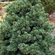 Сосна мелкоцветковая Негиши (Pinus parviflora 'Negishi')