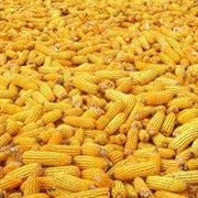 Семена кукурузы для попкорна