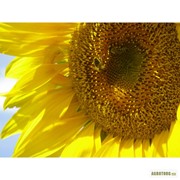 Семена полдсолнечника Евралис Петуния (насіння соняшника Євраліс Петунія) фотография