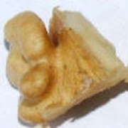 Грецкий орех Восьмушки фотография