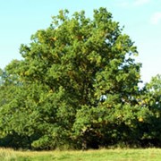 Дуб черещатый Quercus robur Fastigiate Koster B+S фото