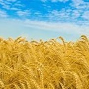 Семена оз. пшеницы Одесская267 фото
