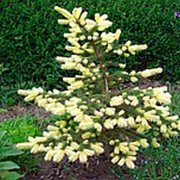 Ель колючая Майголд (Picea pungens 'Maigold') фото