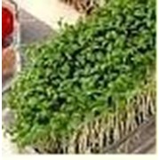 Семена Кресс-салат Данский фото
