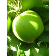 Сортовые кронированные саженцы яблони : Грани Смит