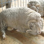 Цигайские овцы