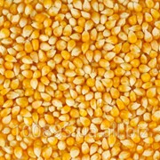 Семена кукурузы Любава фотография