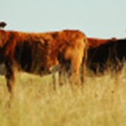 Комбикорма для крупного рогатого скота (КРС) фото