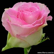 Роза Malibu1 фото