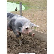 Свиньи мясных пород фото