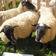 Овцы Романовской породы фото
