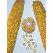 Семена гибрида кукурузы П9578 / P9578 (новый) ФАО 350 фотография