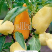 Удобрения и средства защиты растений, продам, Одесса. фото