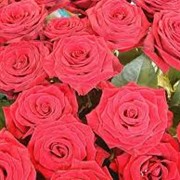 Розы Эквадор фото