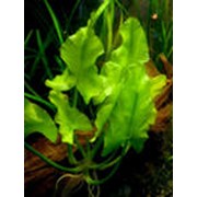 Растения аквариумные фотография