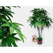 Цветы искусственные Аралия фото