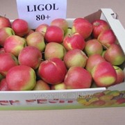 Саженцы яблони Лигол фотография