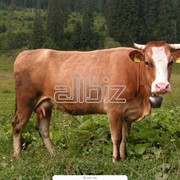 Скот крупный рогатый мясной