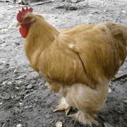 Курица КОХИНХИН, разведение породистых курей, продажа суточных и месячных цыплят, породы курей, разведение фото