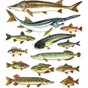Речная рыба продажа фото