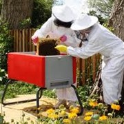 Разведение пчел фотография