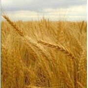 Посевной материал пшеница, соя фото