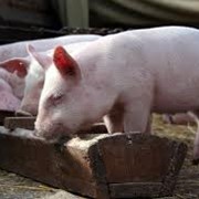 Комбикорм для откорма свиней фотография