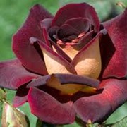 Розы чайно-гибридные