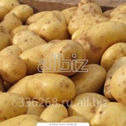 Картофель свежий фото