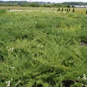 Juniperus Sabina (можжевельник Казацкий) Glauca фото