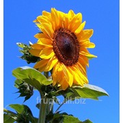 Floarea soarelui in Moldova фото