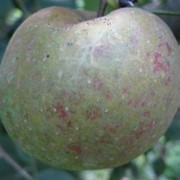 Саженцы яблонь Ред боскоп (Шара Ренета) фото