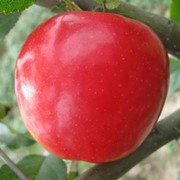 Саженцы яблонь Амулет фото