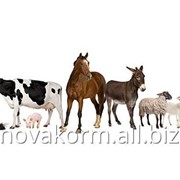 Кормовая добавка АОКС сухой, антиоксидант жиров и жирорастворимых витаминов в кормах сельскохозяйственных животных фото